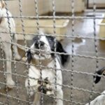 Projeto aprovado na Câmara proíbe uso de animais em testes cosméticos
