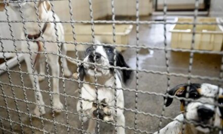 Projeto aprovado na Câmara proíbe uso de animais em testes cosméticos