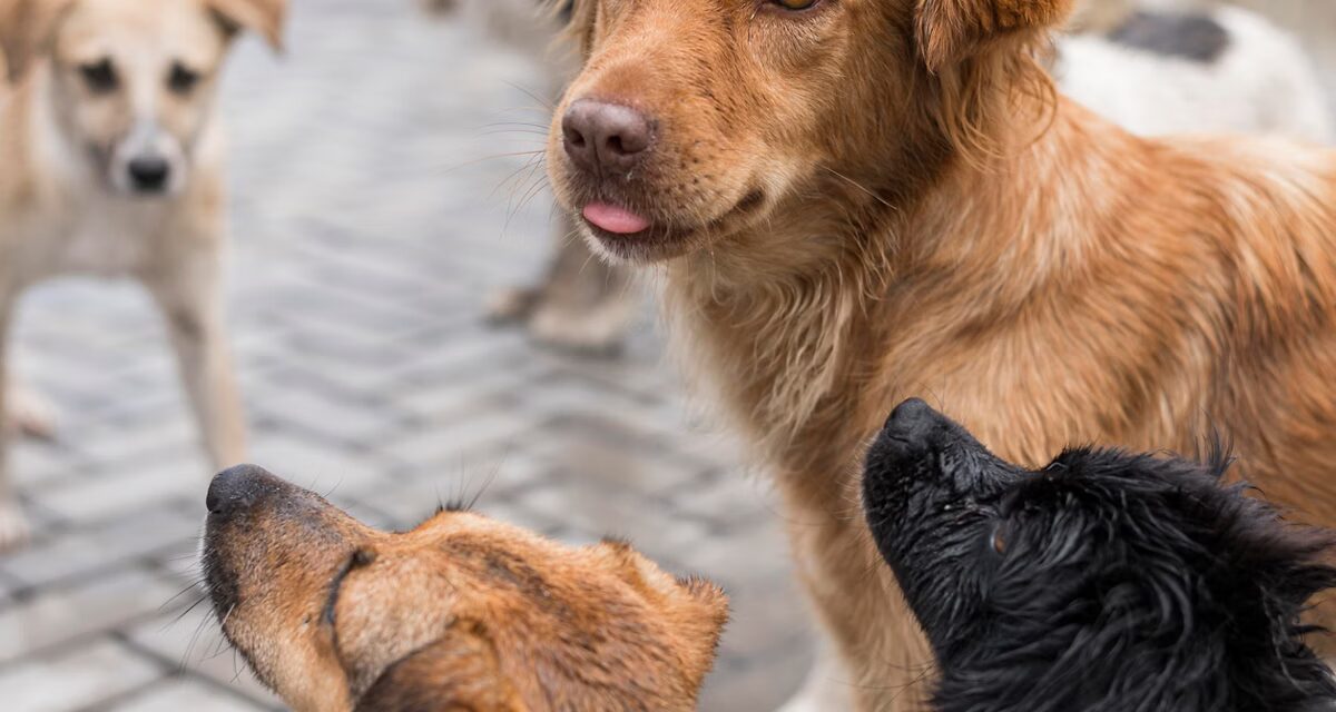 Microchipagem de cães e gatos: municípios de MG têm até sexta-feira (11) para aderir ao programa