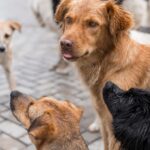 Microchipagem de cães e gatos: municípios de MG têm até sexta-feira (11) para aderir ao programa