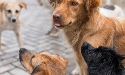 Microchipagem de cães e gatos: municípios de MG têm até sexta-feira (11) para aderir ao programa