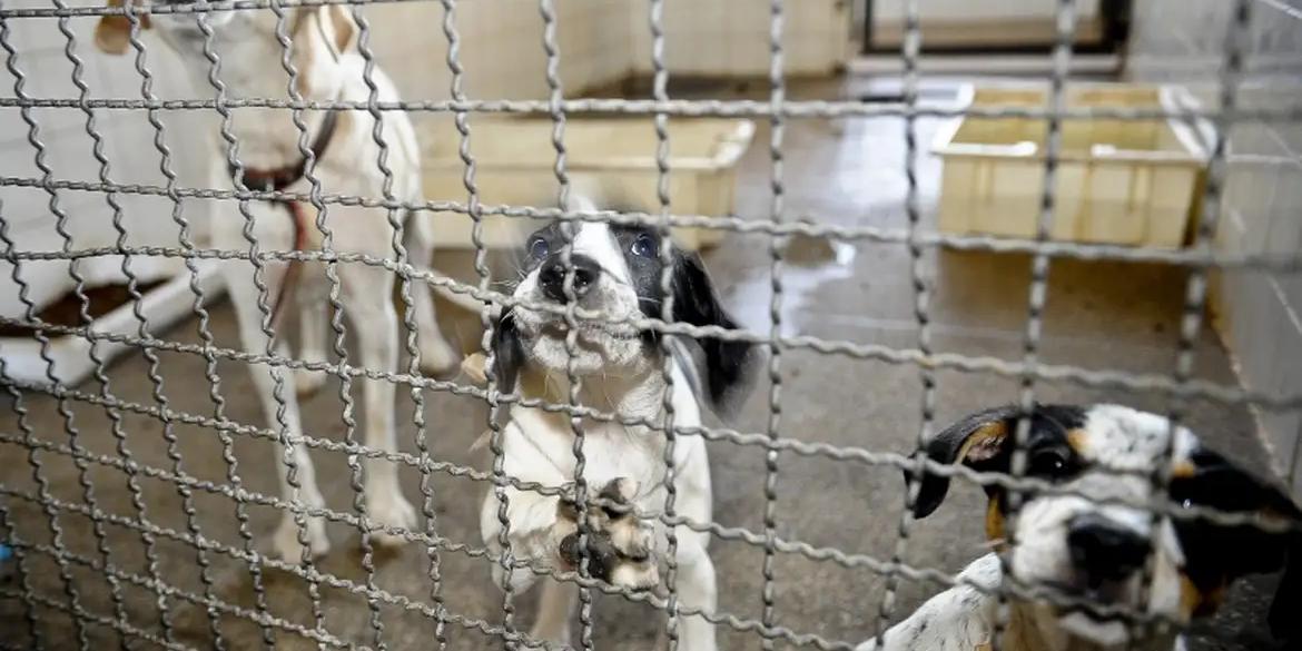 Projeto aprovado na Câmara proíbe uso de animais em testes cosméticos