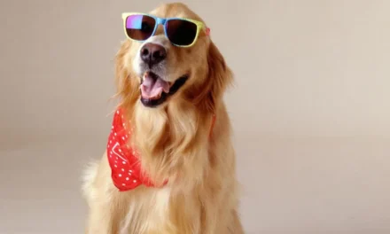 Confira qual é o nome de cachorro mais comum no Brasil; resposta surpreende