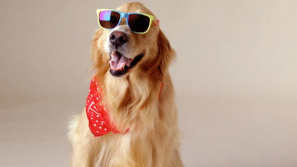 Confira qual é o nome de cachorro mais comum no Brasil; resposta surpreende