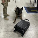 ‘Área restrita?’ PF prende três pessoas e apreende 80kg de drogas no Aeroporto de Guarulhos (SP)