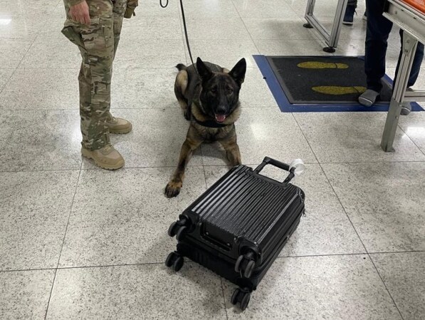 ‘Área restrita?’ PF prende três pessoas e apreende 80kg de drogas no Aeroporto de Guarulhos (SP)