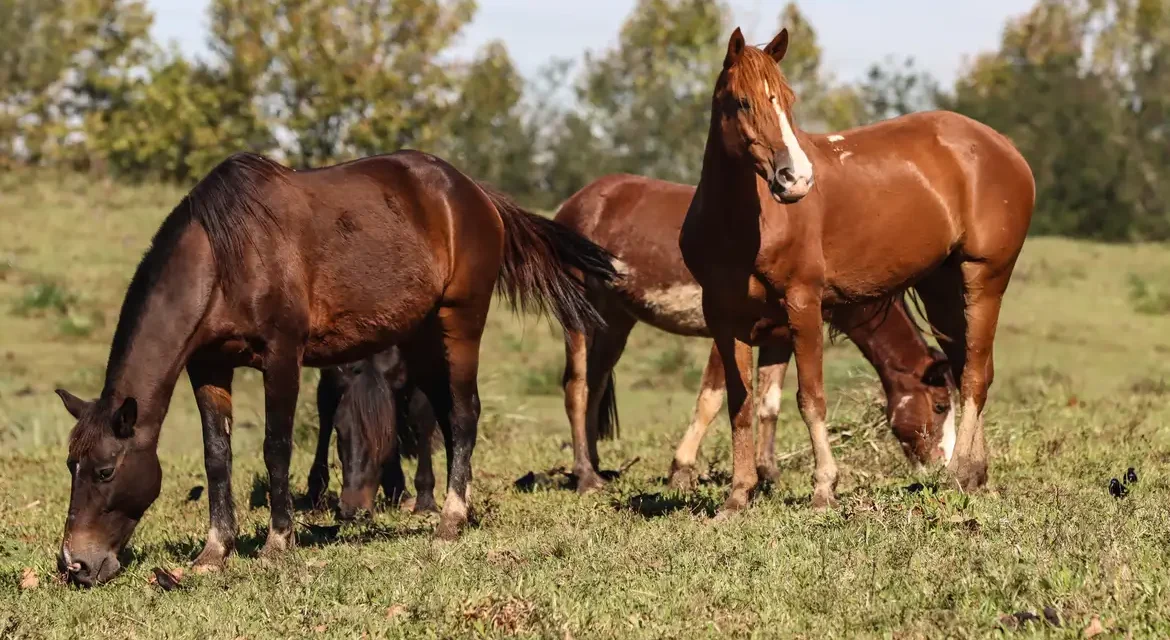 Ração contaminada mata 245 equinos em quatro estados
