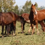 Ração contaminada mata 245 equinos em quatro estados
