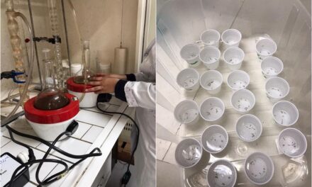 Estudo de universidade mineira usa extrato de café para combater mosquito da dengue com quase 100% de eficácia