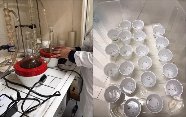 Estudo de universidade mineira usa extrato de café para combater mosquito da dengue com quase 100% de eficácia