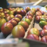 Tarifaço de Trump coloca em risco 77 mil toneladas de frutas brasileiras que aguardam exportação para os EUA