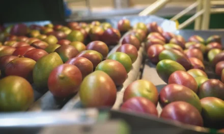 Tarifaço de Trump coloca em risco 77 mil toneladas de frutas brasileiras que aguardam exportação para os EUA