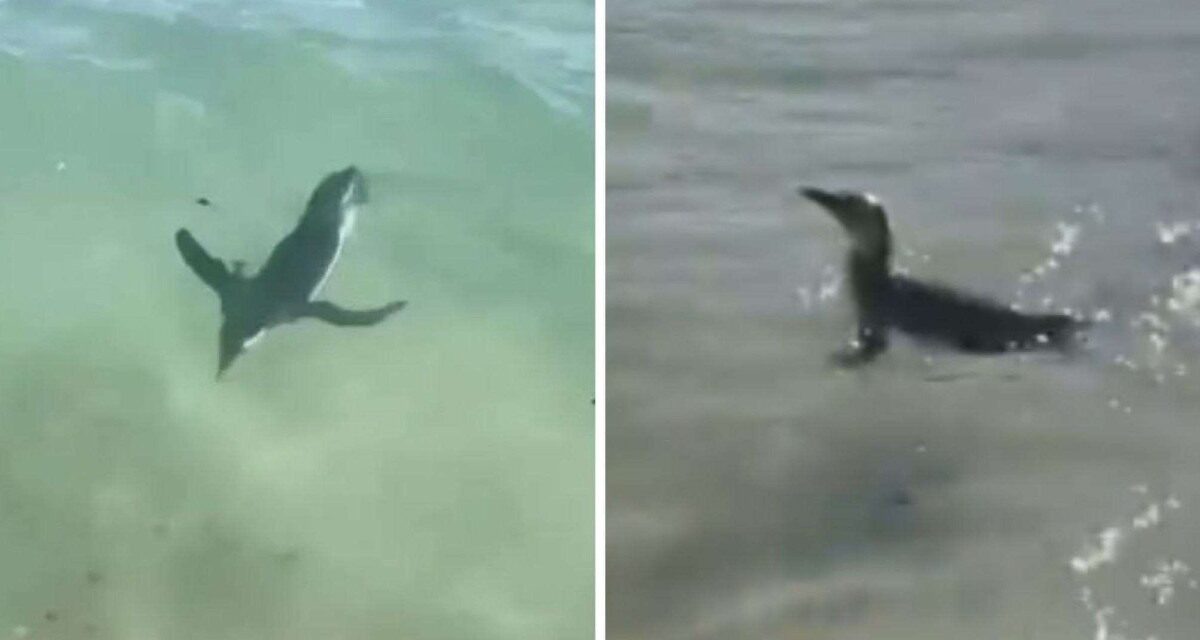 Pinguim é flagrado na Praia do Arpoador, no Rio de Janeiro