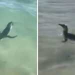 Pinguim é flagrado na Praia do Arpoador, no Rio de Janeiro