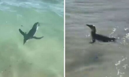 Pinguim é flagrado na Praia do Arpoador, no Rio de Janeiro