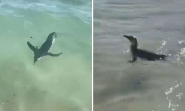 Pinguim é flagrado na Praia do Arpoador, no Rio de Janeiro