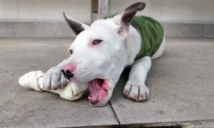 Mulher é presa após ser flagrada agredindo filhote de pitbull em Poços de Caldas, MG