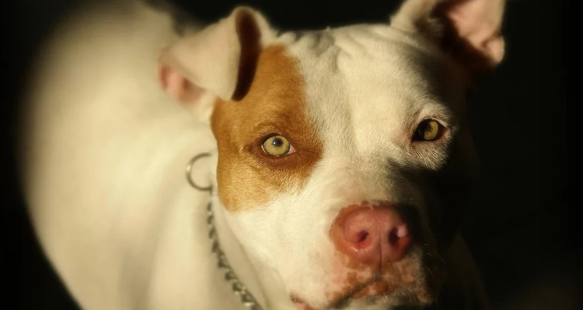 Pitbull ataca e mata criança de 2 anos no interior de São Paulo