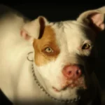 Pitbull ataca e mata criança de 2 anos no interior de São Paulo