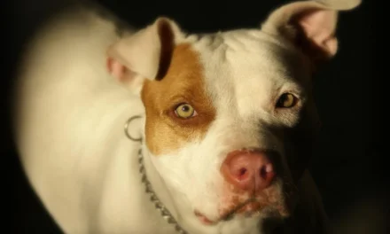 Pitbull ataca e mata criança de 2 anos no interior de São Paulo