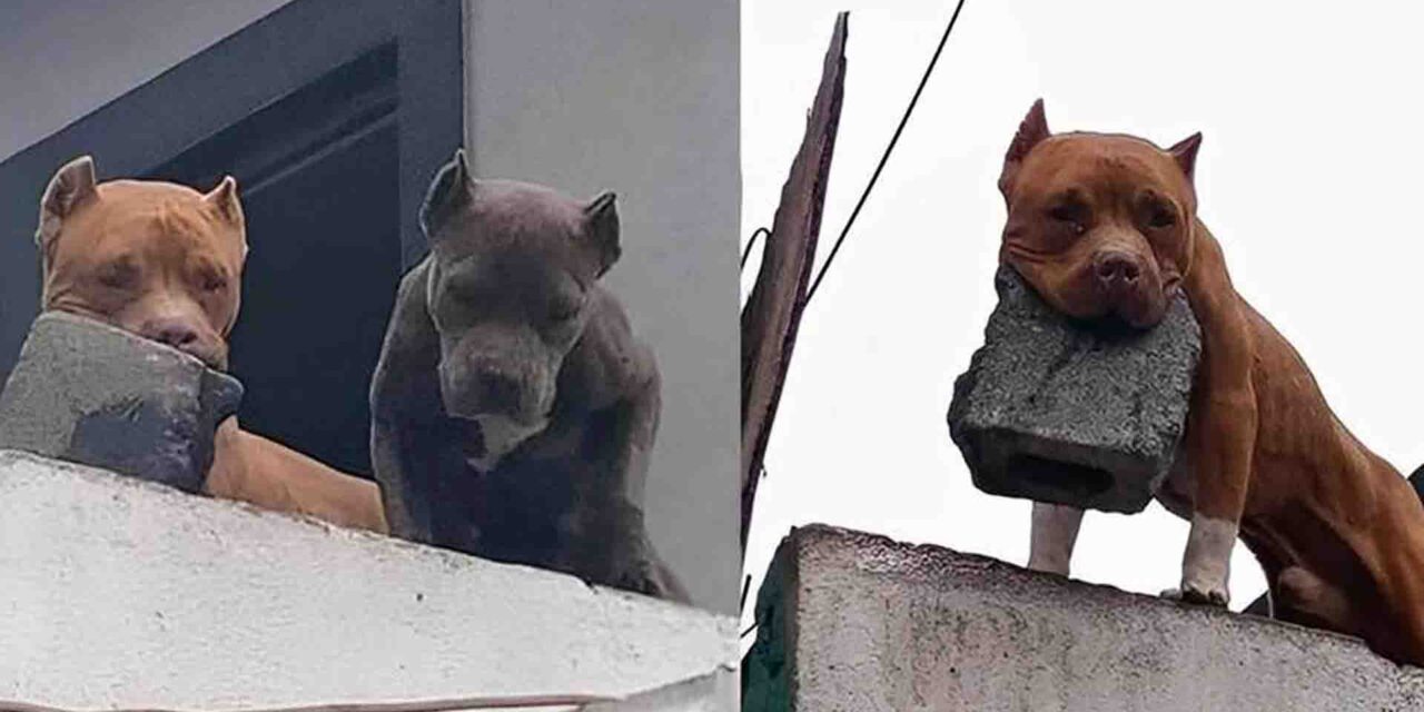 Pitbull é flagrado com tijolo na boca no terraço de casa e assusta vizinhos em MG