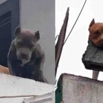 Pitbull é flagrado com tijolo na boca no terraço de casa e assusta vizinhos em MG