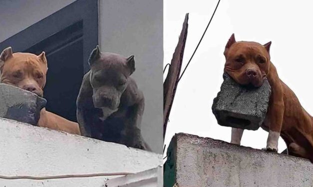 Pitbull é flagrado com tijolo na boca no terraço de casa e assusta vizinhos em MG