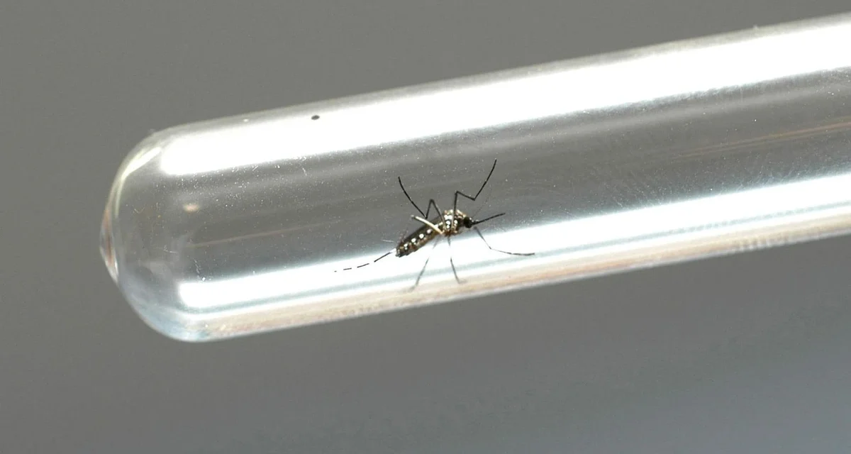 Governo vai pagar R$ 50 mil e pensão vitalícia a vítimas da síndrome da Zika