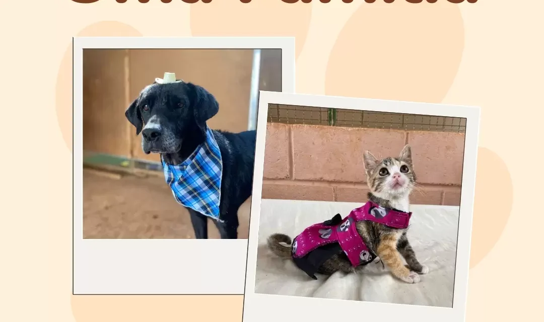 Prefeitura divulga adoção de animais resgatados