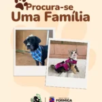 Prefeitura divulga adoção de animais resgatados