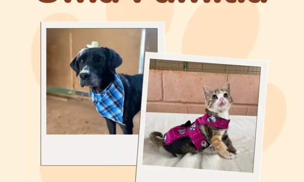Prefeitura divulga adoção de animais resgatados