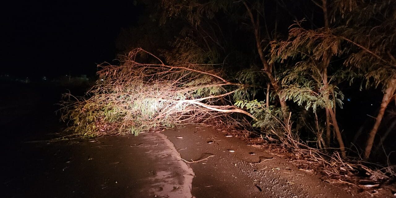 Árvore cai após chuva com ventos e interdita via na zona rural de Formiga