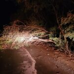 Árvore cai após chuva com ventos e interdita via na zona rural de Formiga