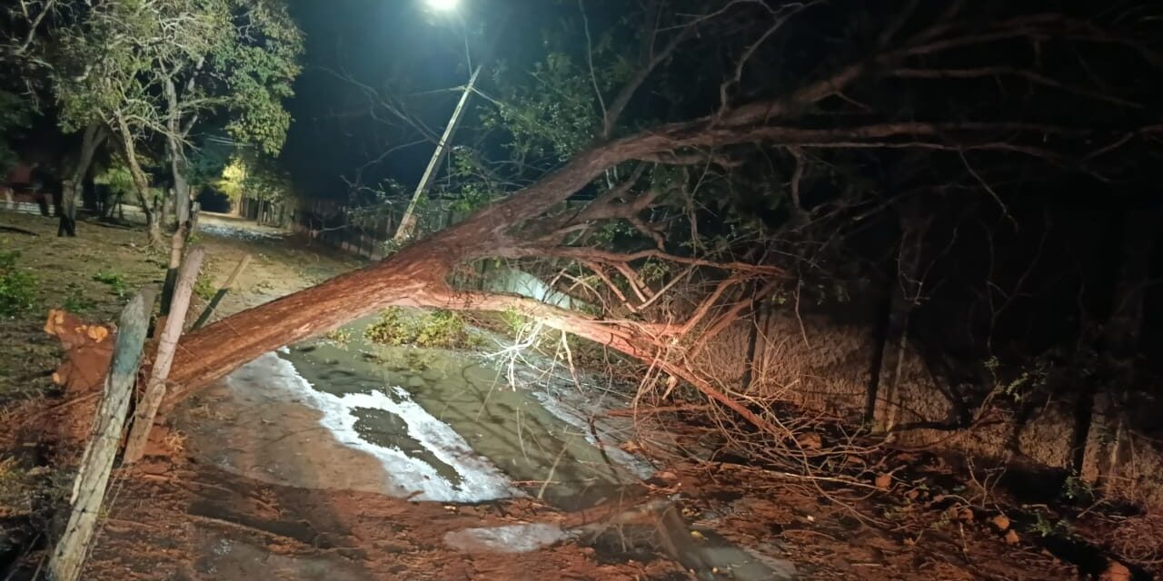 Árvore de 15 metros cai e ameaça rede elétrica em zona rural de Arcos