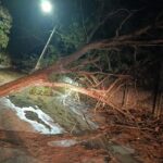 Árvore de 15 metros cai e ameaça rede elétrica em zona rural de Arcos