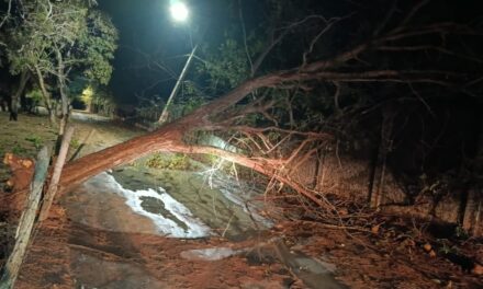 Árvore de 15 metros cai e ameaça rede elétrica em zona rural de Arcos