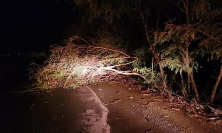 Árvore cai após chuva com ventos e interdita via na zona rural de Formiga