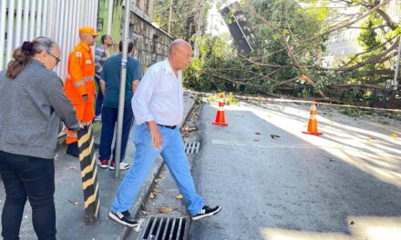 Queda de árvore interdita rua Padre Eustáquio, trava trânsito e deixa moradores sem energia