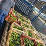 BMA recebe doação de 1 tonelada de bananas de produtores de Delfinópolis