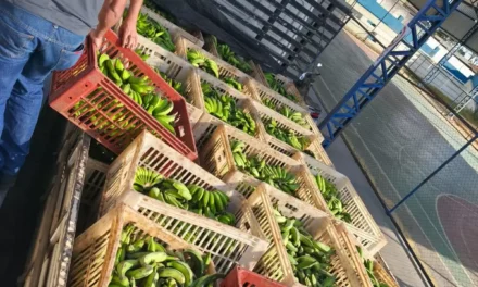 BMA recebe doação de 1 tonelada de bananas de produtores de Delfinópolis