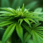Especialistas defendem regulamentação da cannabis medicinal em Minas