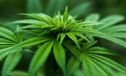 Especialistas defendem regulamentação da cannabis medicinal em Minas