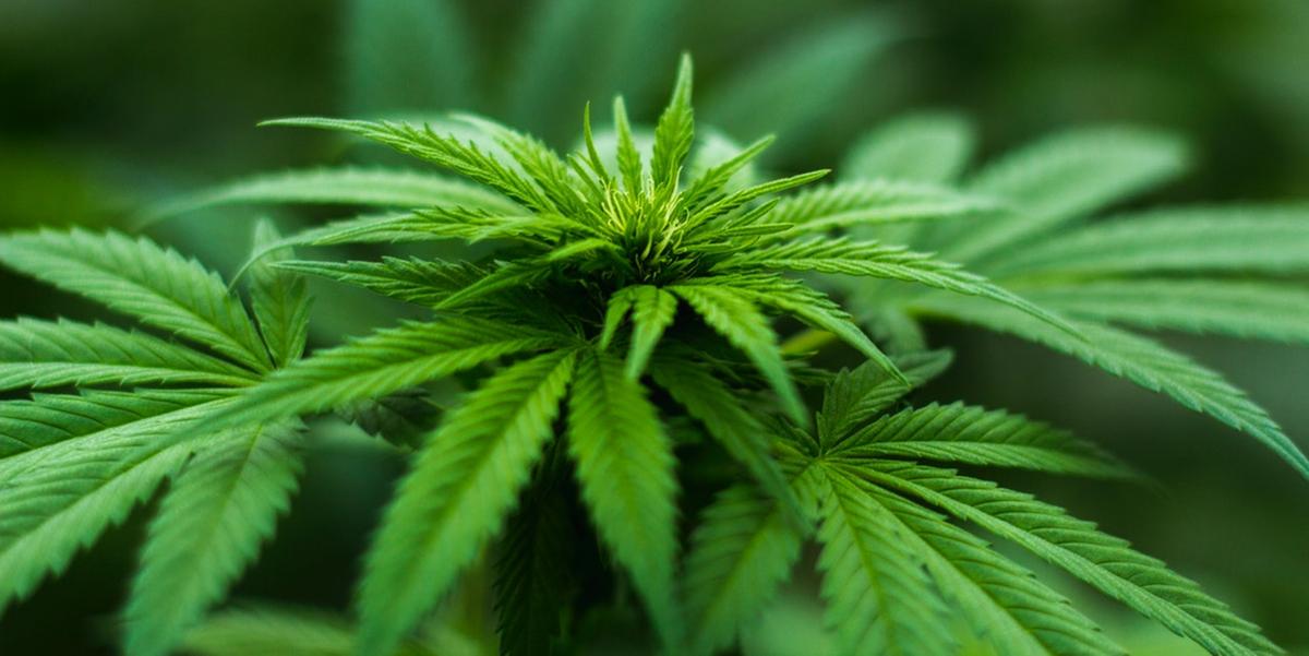 Especialistas defendem regulamentação da cannabis medicinal em Minas