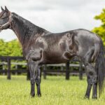 Black Cat Líder: o cavalo brasileiro que quebrou o recorde mundial dos três tambores