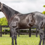 Black Cat Líder: o cavalo brasileiro que quebrou o recorde mundial dos três tambores