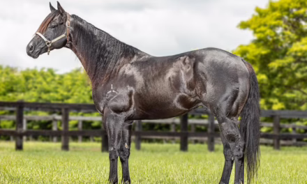 Black Cat Líder: o cavalo brasileiro que quebrou o recorde mundial dos três tambores