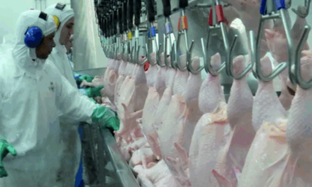 China condiciona retomada de importação de frango à resposta de questionário técnico pelo Brasil