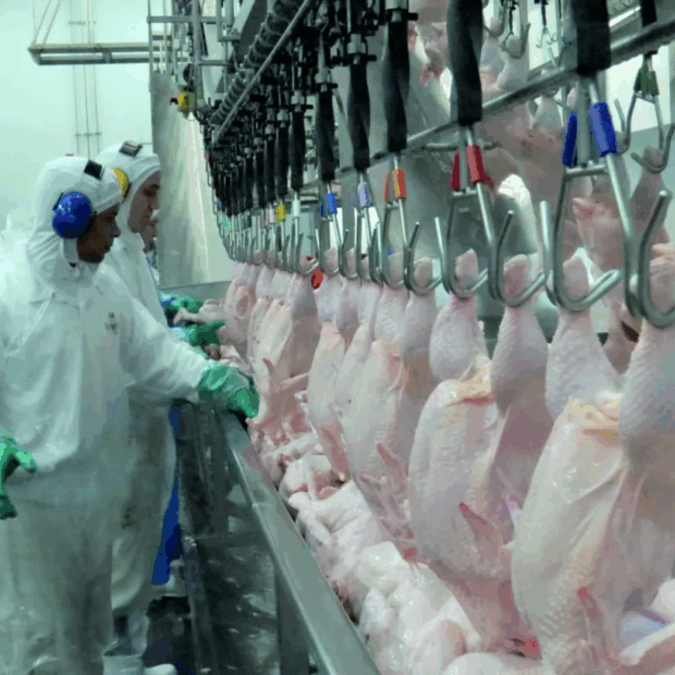China condiciona retomada de importação de frango à resposta de questionário técnico pelo Brasil