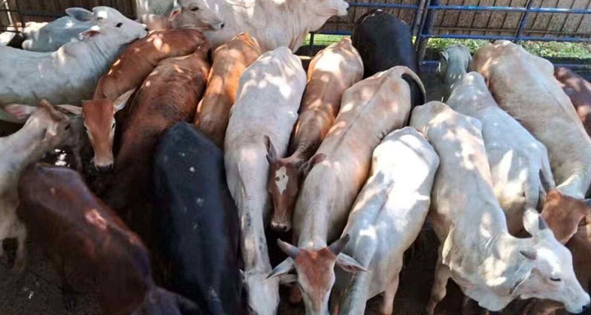 Grupo criminoso furta cerca de 100 bovinos em fazendas mineiras
