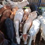Grupo criminoso furta cerca de 100 bovinos em fazendas mineiras